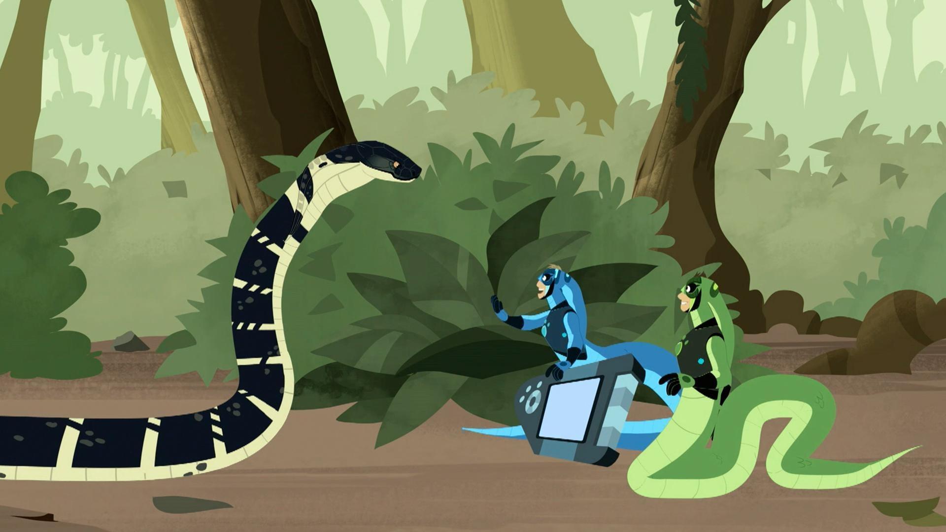 The Kratt bros encounter a king cobra and put their cobra creature powers to the test.