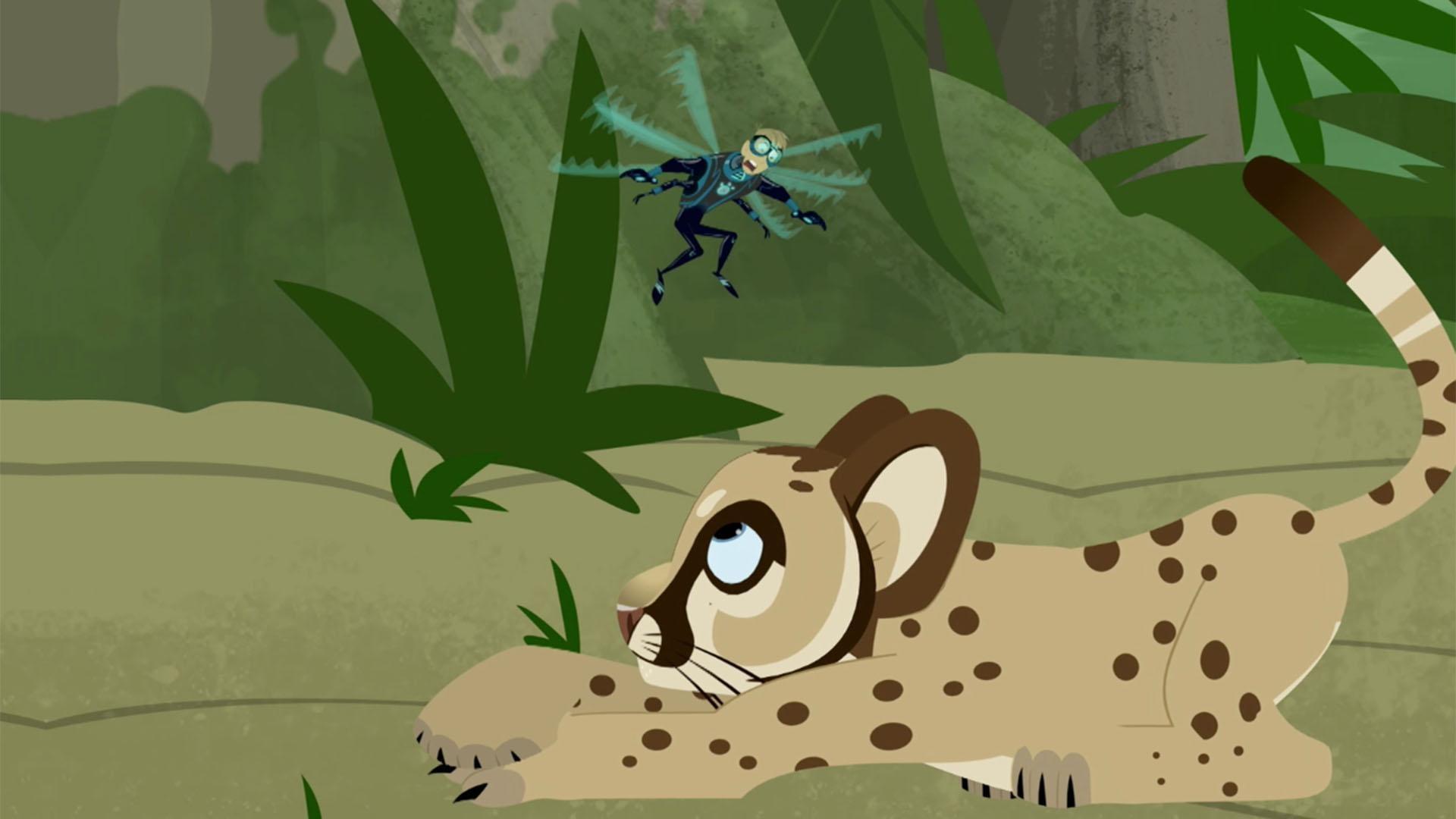 The Wild Kratts team comes to the rescue of an injured and endangered Florida panther.